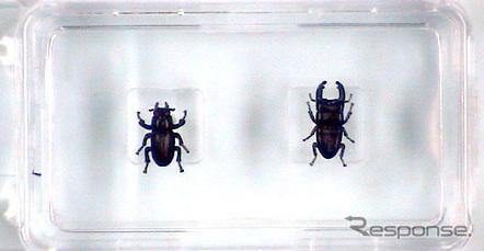 体長2.65mmでもオオクワガタ　オスとメス、山梨県で