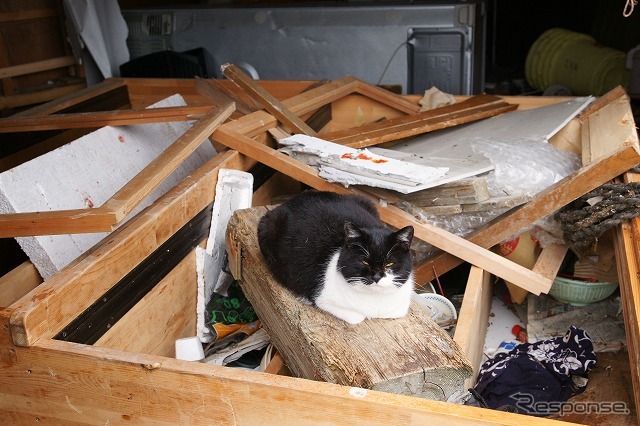 東日本大震災 石巻湾田代島 猫は生き延びていた レスポンス Response Jp