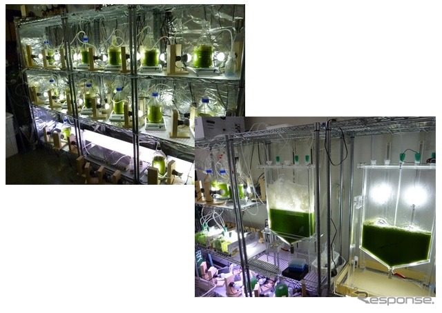 IHIなど、藻類バイオ燃料を研究開発
