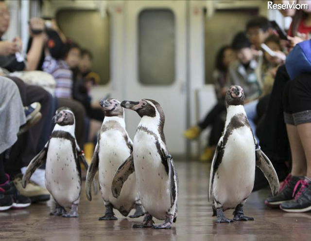 ペンギン列車（前回ツアーの車内の様子）