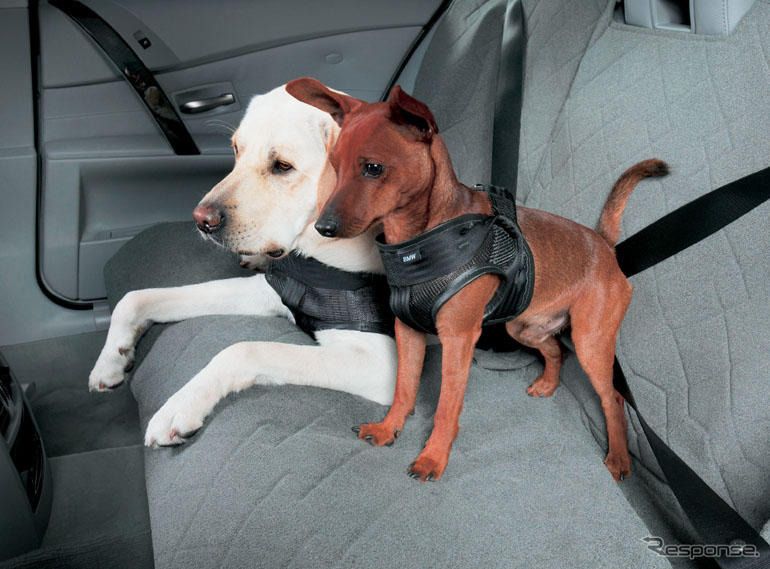 世界初、犬用シートベルトをBMWが発売