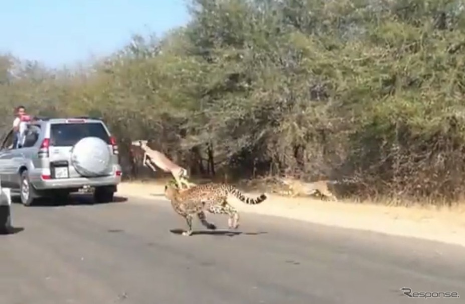 南アフリカ共和国のクルーガー国立公園で撮影されたインパラとチーターの追走劇