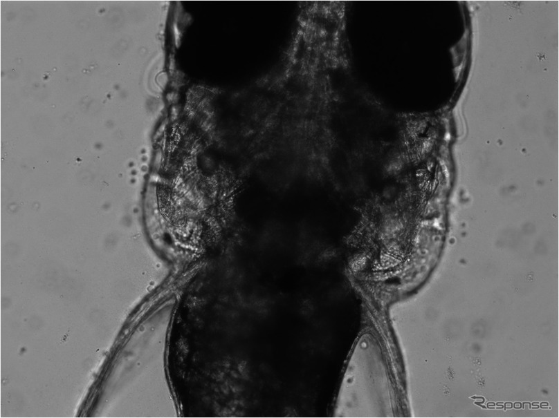 「きぼう」で撮影された顕微鏡画像（写真提供：東工大 工藤教授）