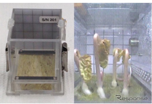 「きぼう」で植物を用いた微小重力環境下でのライフサイエンス実験を東北大学の研究グループが実施