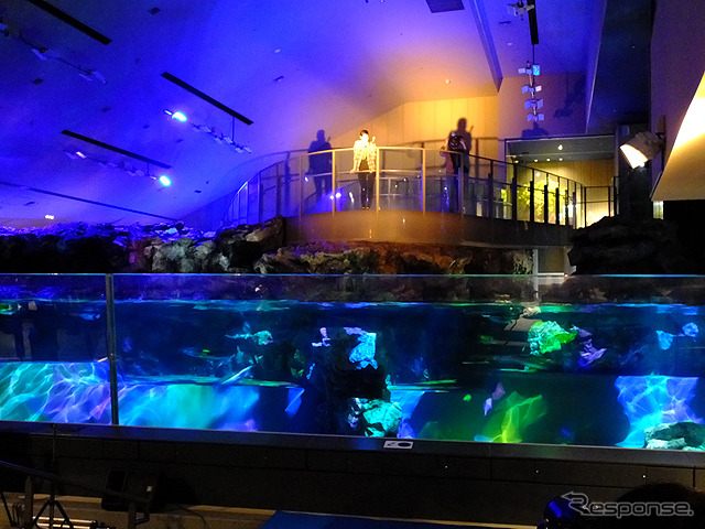 すみだ水族館に登場した、光と音楽とペンギンの新展示「ペンギンキャンディ」（3月21日～7月17日）。3月19日のオープニングイベントには動物好きな森泉も登場。ペンギンを抱き「連れて帰りたい！」と笑った