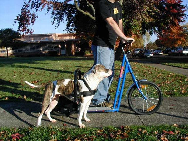 犬の力で走るスクーター