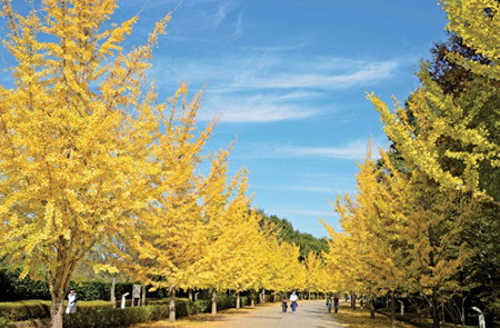 紅葉時期の秩父路を歩くウォーキングイベント開催