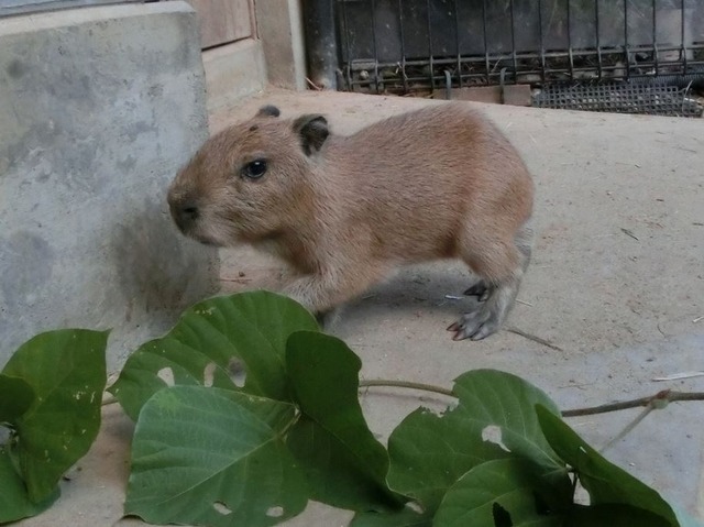 赤ちゃん（10月12日撮影）　(c) 埼玉県こども動物自然公園