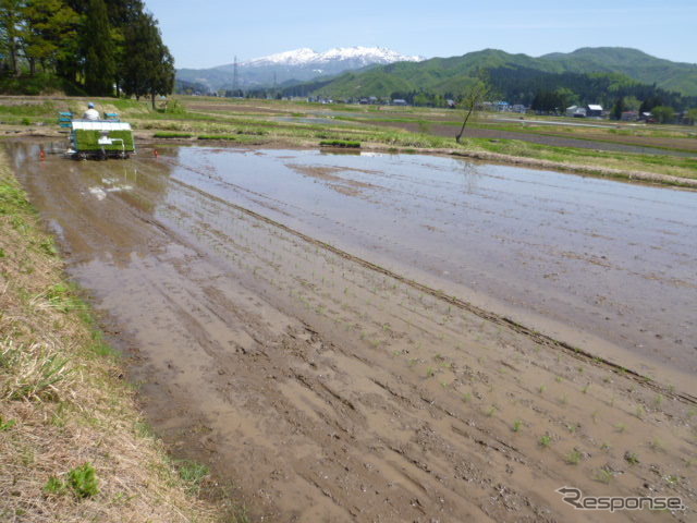 田植え機を使っての苗を植えていく