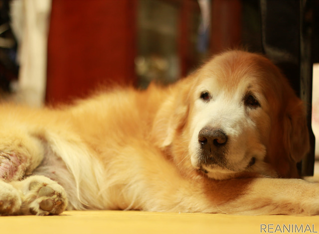 リアニマル 老いていく愛犬が教えてくれたこと 後編 大切なのは変化を恐れない過ごし方 レスポンス Response Jp リアニマル 老いていく愛犬が教えてくれたこと 後編 大切なのは変化を恐れない過ごし方 レスポンス Response Jp