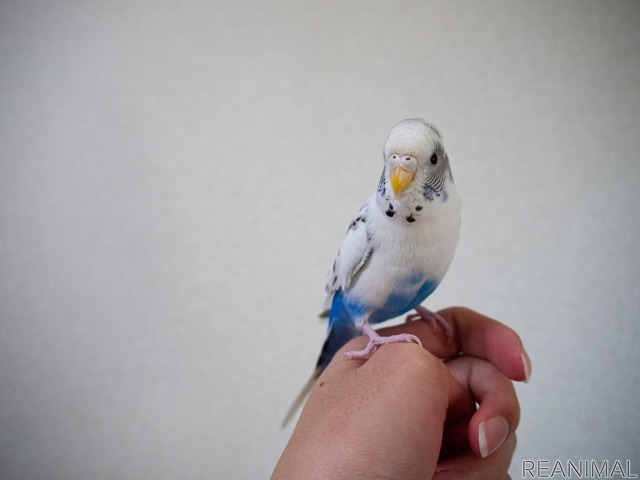 セキセイインコと暮らす日々 個性は十鳥十色 カイちゃんが覚えた 都合の良い 言葉 レスポンス Response Jp