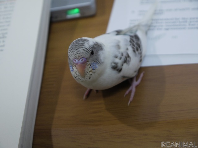 セキセイインコと暮らす日々 個性は十鳥十色 カイちゃんが覚えた 都合の良い 言葉 レスポンス Response Jp