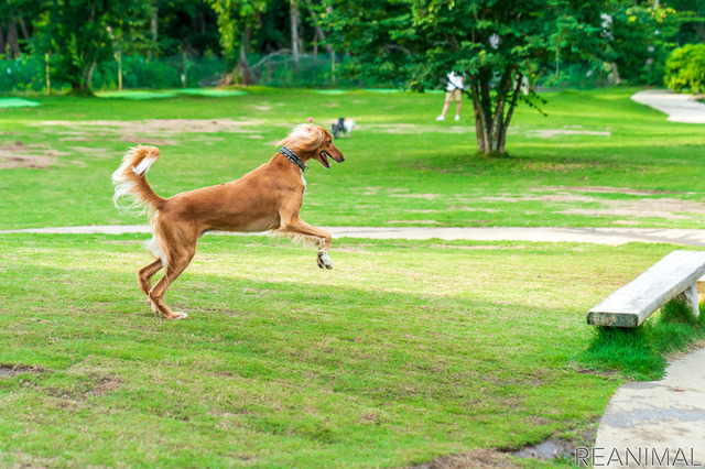 大型犬でも十分な広さのドッグラン