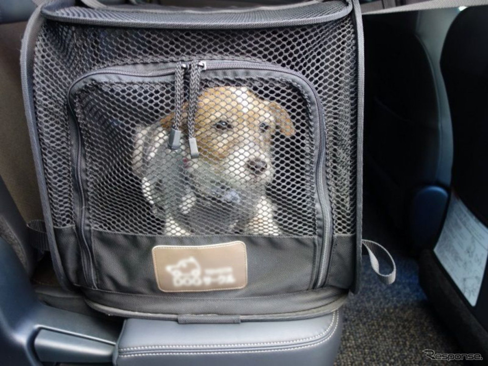 青山尚暉のわんダフルカーライフ クルマ用愛犬ベッドをタイプ別に検証してみた レスポンス Response Jp 青山尚暉のわんダフルカーライフ クルマ用愛犬ベッドをタイプ別に検証してみた レスポンス Response Jp