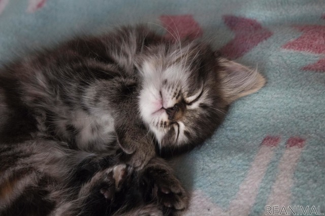 寝る 安心 猫 猫が人の上で寝る理由。ちょっとショック？な本音とは