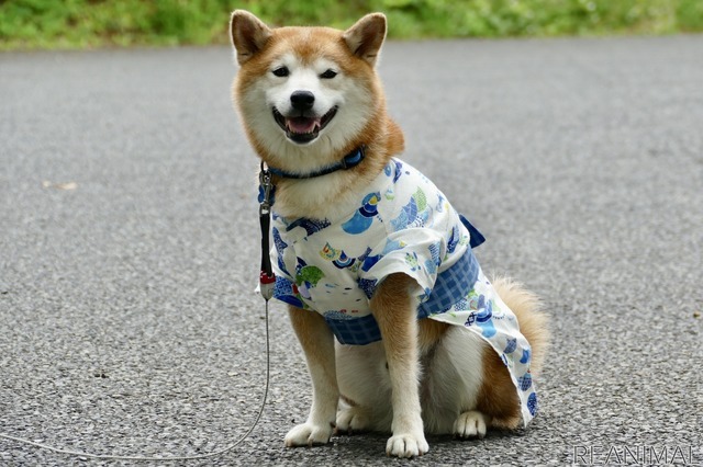 ハルの甚平を新調!