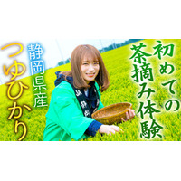 秋元真夏さんが静岡県で「つゆひかり」の茶摘み体験！ 生産者の方々から「お茶」の淹れ方も学びました！