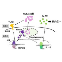 糖・脂質代謝改善効果をもつ乳酸菌OLL2712株が免疫細胞から抗炎症性物質を産生させるメカニズムを明らかに