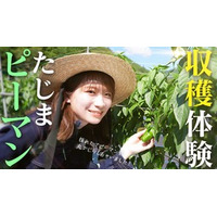 秋元真夏が兵庫県産の「たじまピーマン」を収穫体験！ ＪＡタウンで「食べて応援プロジェクト」を実施中