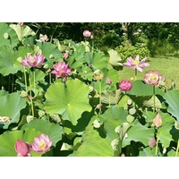 今シーズンの見ごろも好評のうちに終了｜大賀ハス園のご紹介！