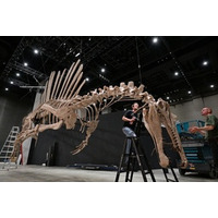 「美しすぎる」スピノサウルス、宙づり展示の裏側大公開！最速10万人の恐竜展「獣脚類2025」