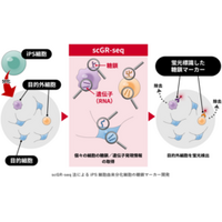 糖鎖で見分けるiPS細胞の分化のばらつき