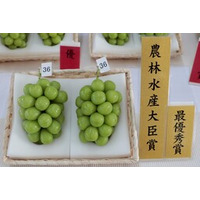 山形県産ぶどう「シャインマスカット品評会出品商品を数量限定で予約販売開始！ ＪＡタウンに登場！
