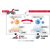 加齢で衰えた骨治癒機能を回復