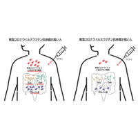 新型コロナウイルスワクチン抗体価の高い人の腸内環境の特長が明らかに、ワクチン効果の個人差解明にも寄与