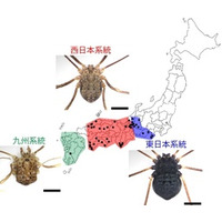 オオヒラタザトウムシが3種に分けられることを発見