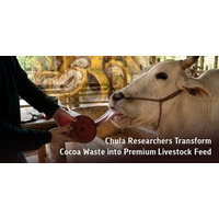 Chulaの研究者、カカオ廃棄物を高品質な家畜飼料に転換