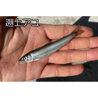 温暖化によるアユ生態の南方化