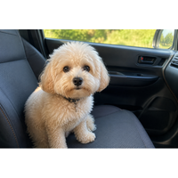 愛犬をスマホで見守れるキャンピングカーシステム「AIVIS FOR PET(アイビス フォー ペット)」誕生